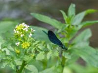 Blauflügel Prachtlibelle Männchen
